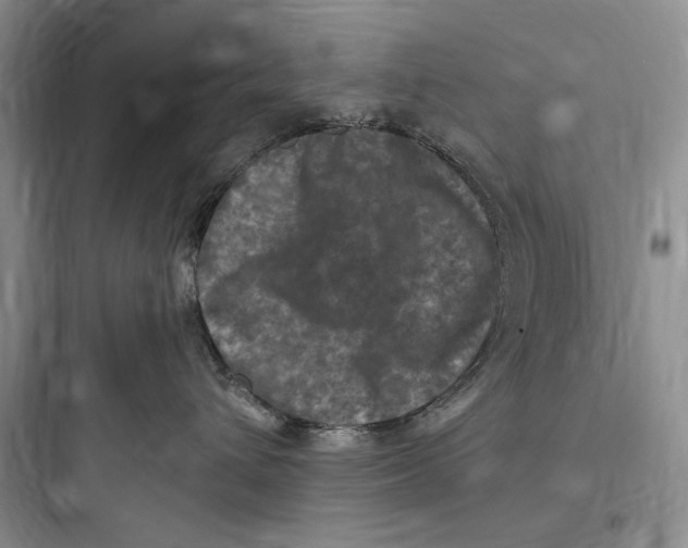 X0000097600432200803211703