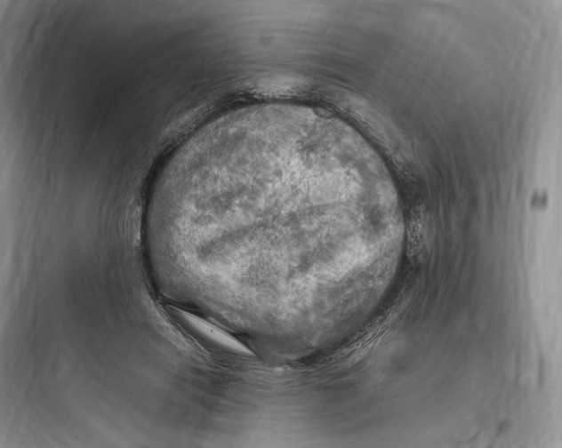 X0000097600454200803211703