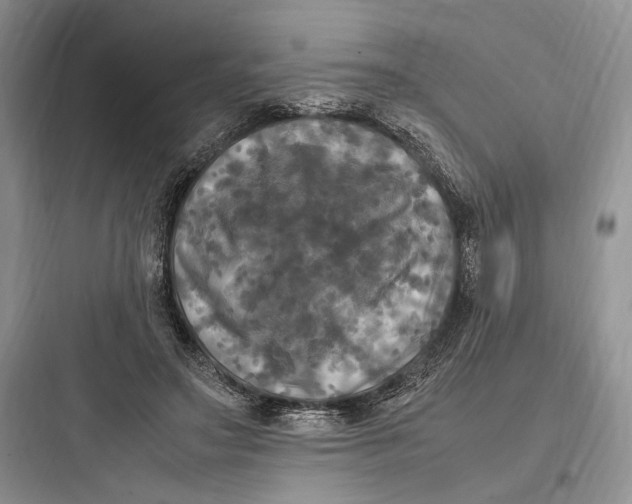 X0000097600499200803211702