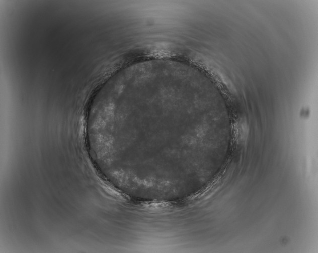 X0000097600517200803211702