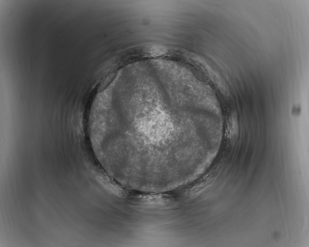 X0000097600524200803211702