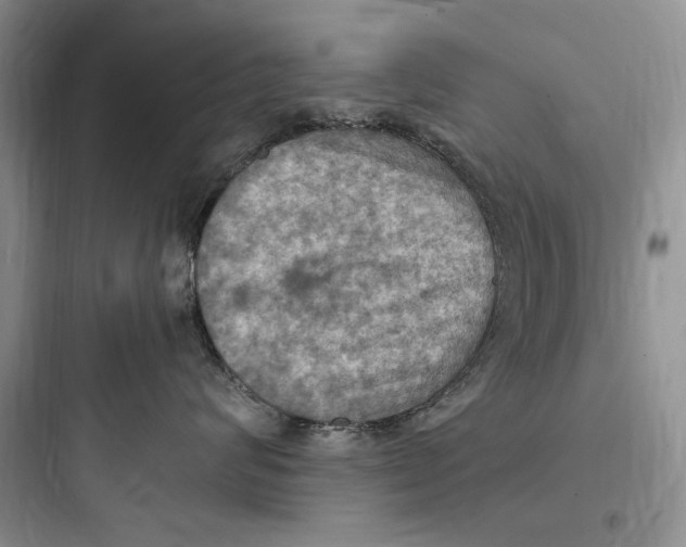 X0000097600624200803211701