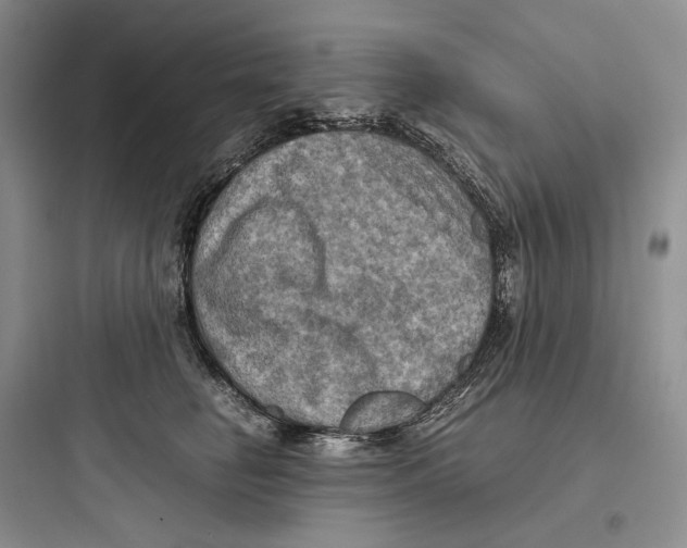 X0000097600662200803211700