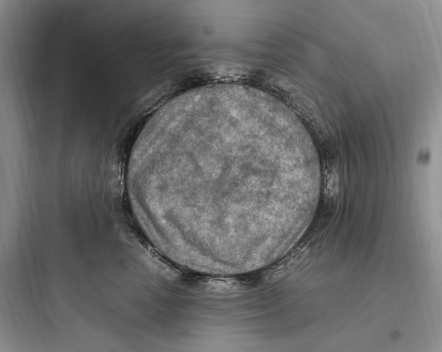 X0000097600666200803211700