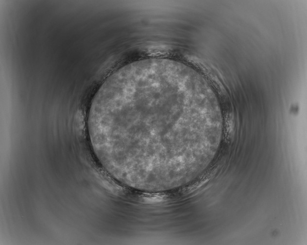 X0000097600667200803211701