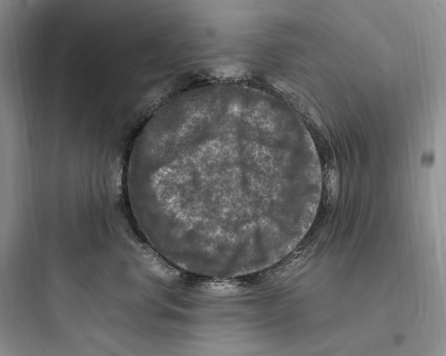 X0000097600668200803211701