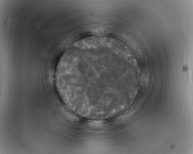 X0000097600671200803211701