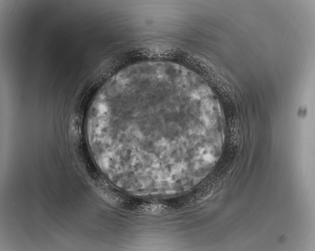 X0000097600695200803211700
