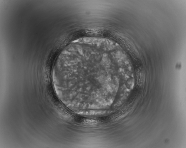 X0000097600699200803211700
