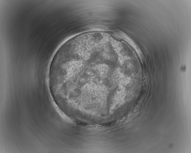 X0000097600811200803211658