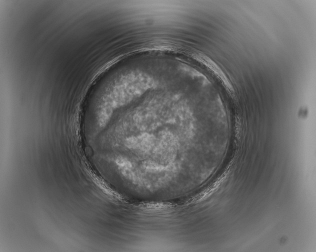X0000097600826200803211657