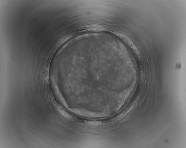 X0000097600889200803211657