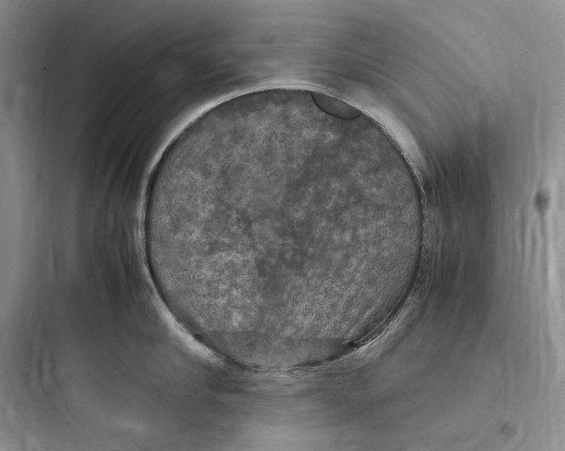X0000097600910200803211657