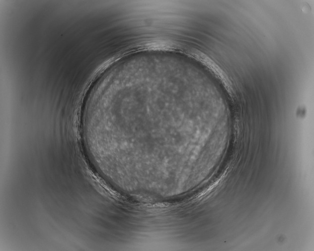 X0000097600930200803211656