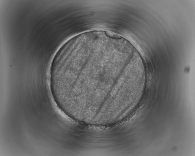 X0000097600955200803211657