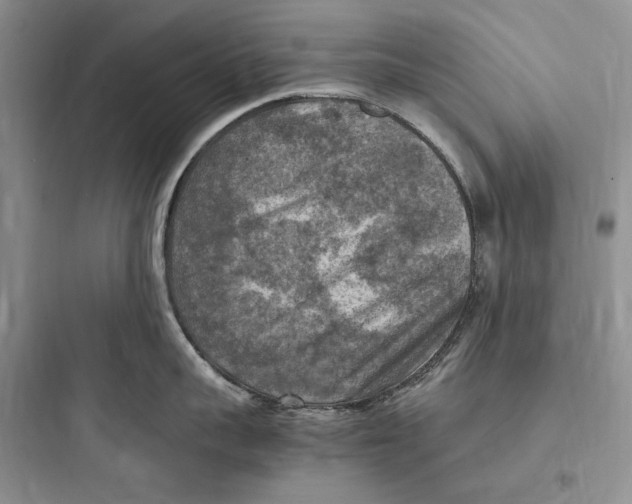 X0000097600959200803211657
