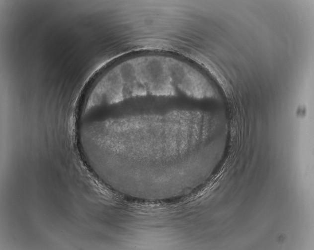 X0000097600975200803211656