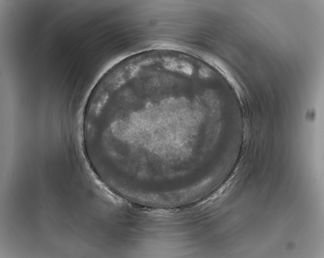 X0000097601048200803211655