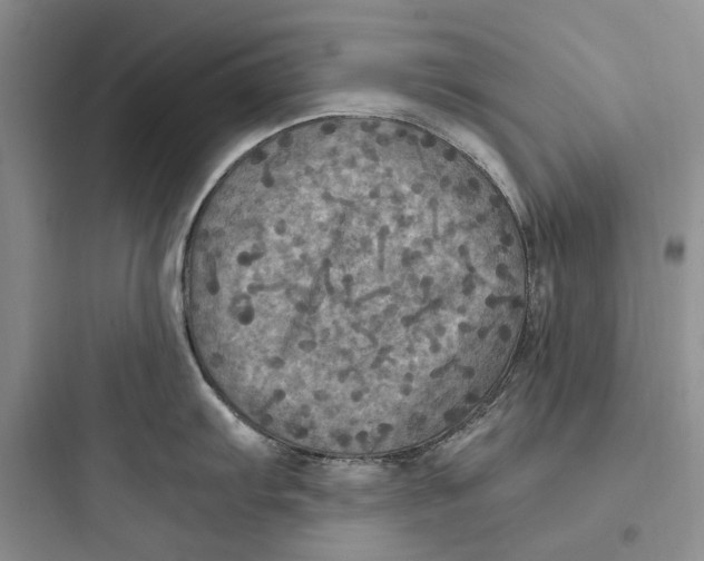 X0000097601103200803211654
