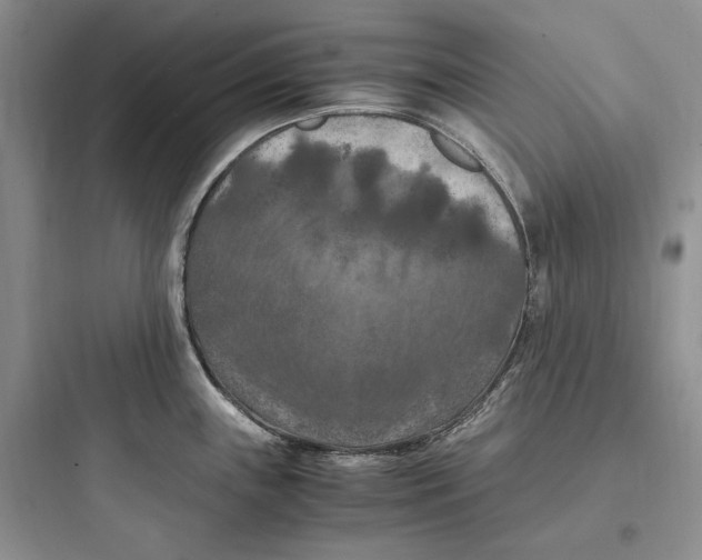 X0000097601243200803211652