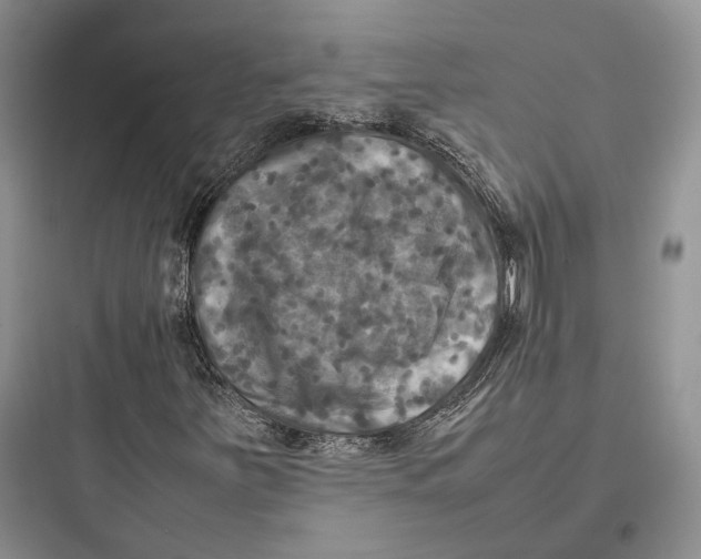 X0000097601251200803211651