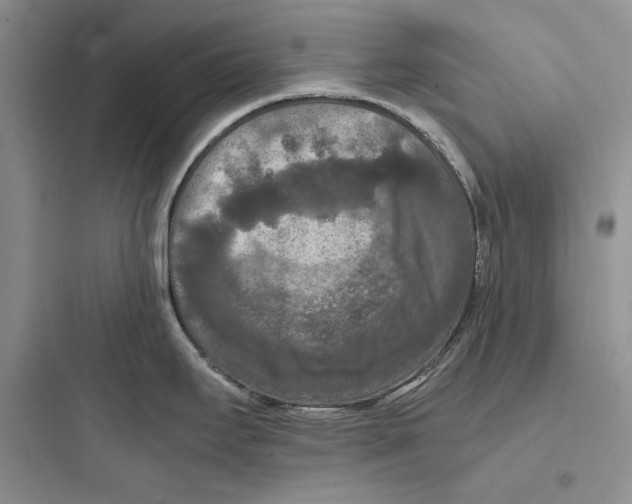 X0000097601295200803211651