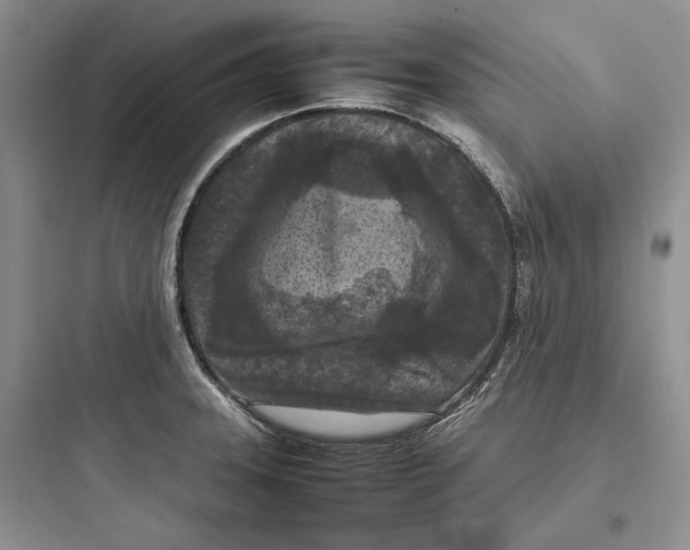 X0000097601331200803211650