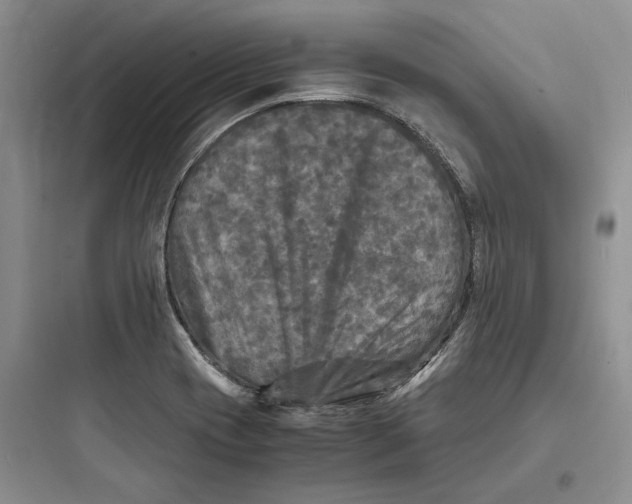 X0000097601417200803211649