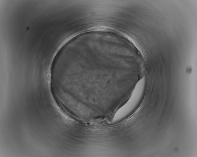 X0000097601418200803211649