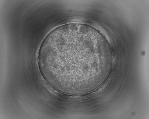 X0000097601435200803211649