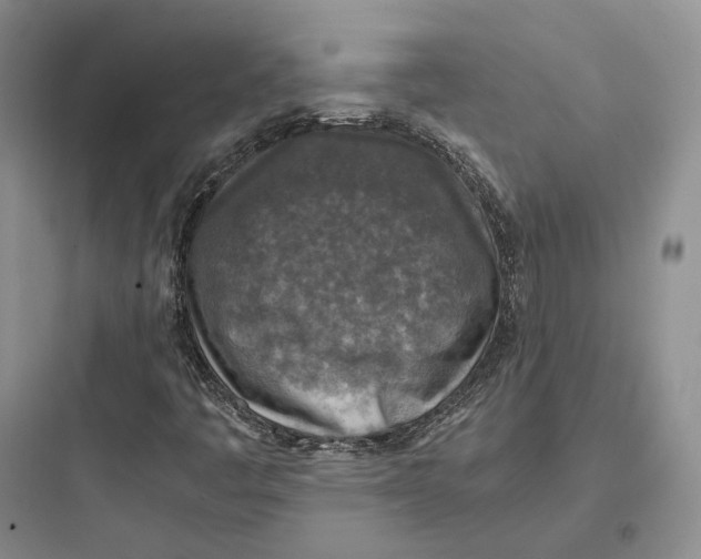 X0000097601445200803211648