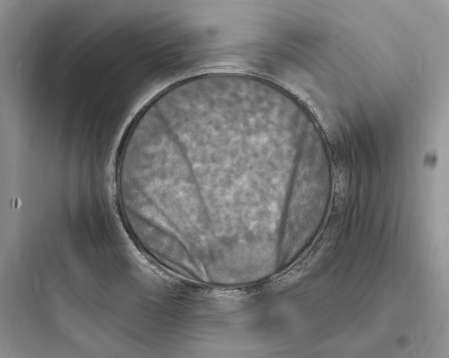 X0000097601466200803211648
