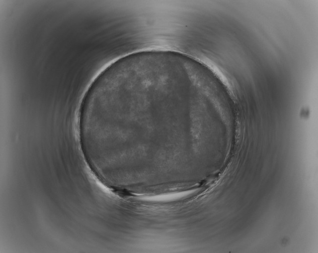 X0000097601468200803211648