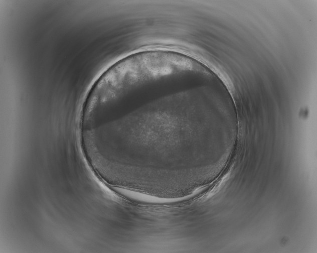 X0000097601533200803211648