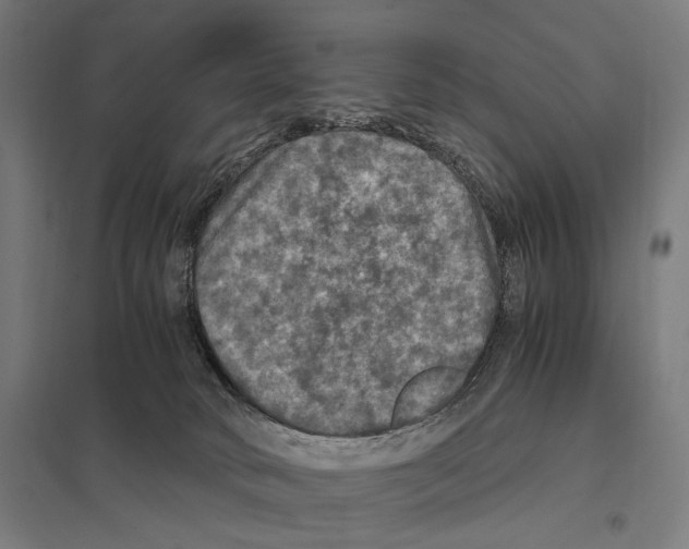 X0000097600034200803281001