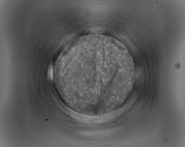 X0000097600046200803281001