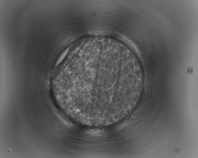 X0000097600065200803281001