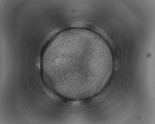 X0000097600068200803281001