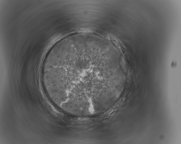 X0000097600145200803280959