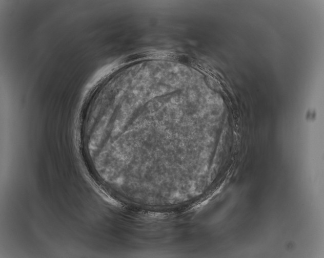 X0000097600149200803280959