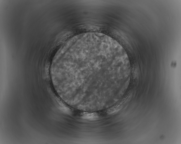 X0000097600185200803281000