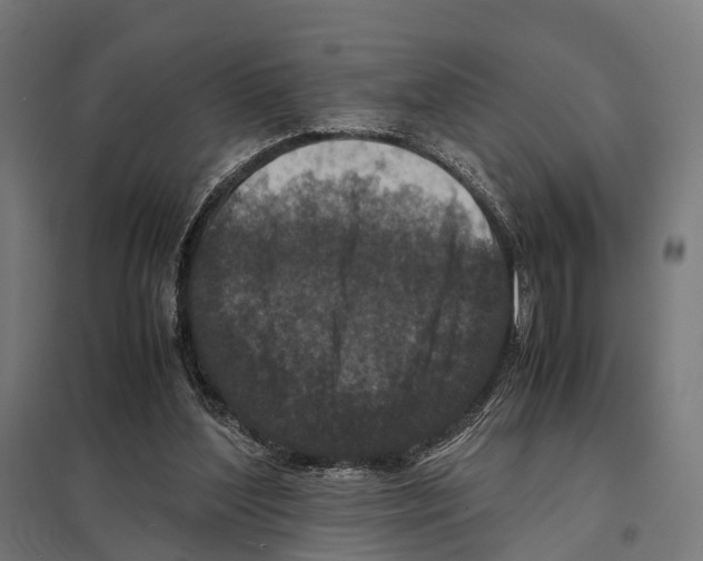 X0000097600204200803280959