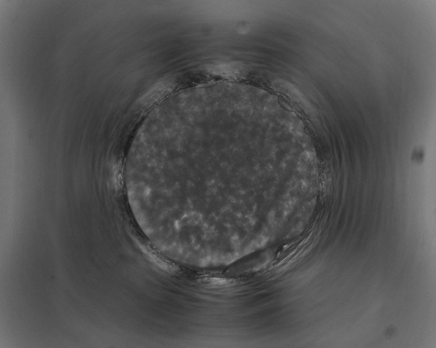 X0000097600285200803280958