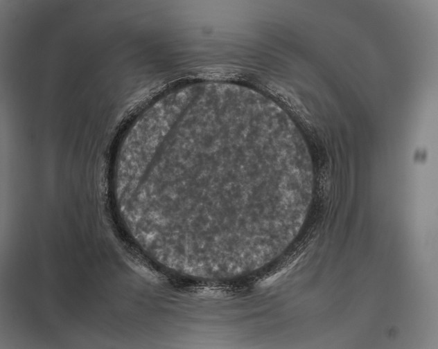 X0000097600303200803280957