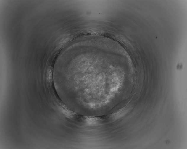 X0000097600336200803280957