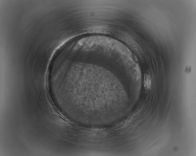 X0000097600388200803280956