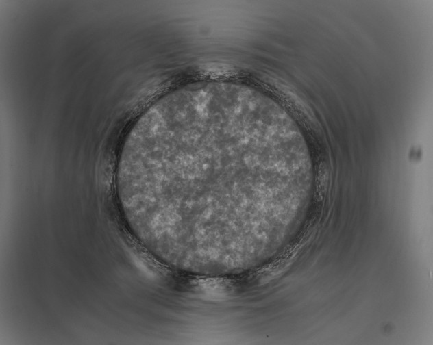 X0000097600417200803280955