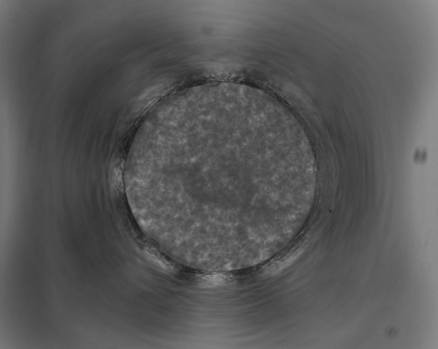 X0000097600432200803280955