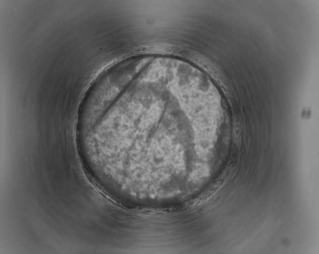 X0000097600434200803280954