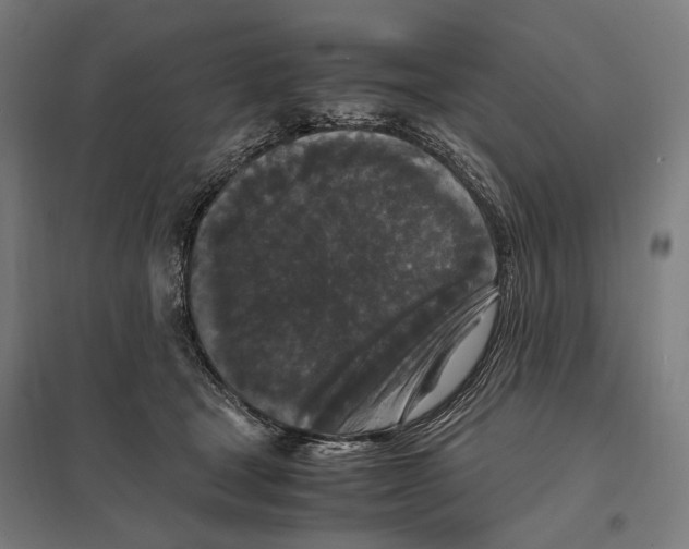 X0000097600465200803280955